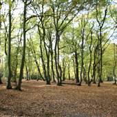 Cherry Tree Wood