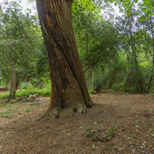 Chiswick House - Woodland