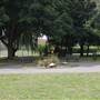 Streatham Vale Park