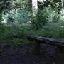 Littleheath Woods