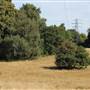 Littleheath Woods