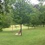 The Knoll