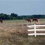 Hammonton - Condos and Vineyard