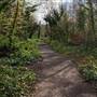 Dulwich Wood