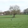 Peckham Rye Park and Common