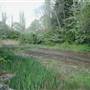 Russia Dock Woodland