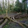 Sydenham Hill Wood