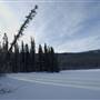 Yukon Forest Cabins