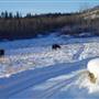Winter Farms