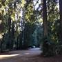 Samuel P. Taylor State Park