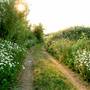 Bedfont Lakes Country Park