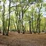 Cherry Tree Wood