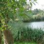 Totteridge Ponds