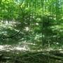 Little Mulberry Park