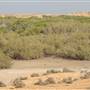 Mangrove Forest - غابة المانجروف في فرسان