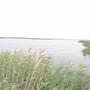 Asfar Lake - بحيرة الأصفر - الأحساء