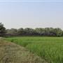 Peddy Crops & Palm Garden مزارع الرز والنخيل