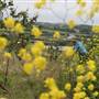 Newquay Community Orchard