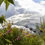The Eden Project