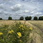 Leyton Marsh