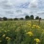 Leyton Marsh