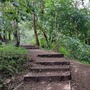 Nightingale Wood
