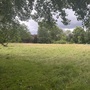 College Meadow
