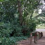 Crystal Palace Park - The Glades Woodland