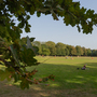 Holland Park - Main Lawn