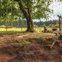 Halvana Forest Shed