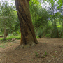 Chiswick House - Woodland