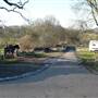 Scadbury Park Nature Reserve