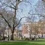 Tavistock Square Gardens