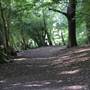 Croham Hurst