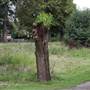 Norbury Hall Park