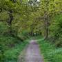 Long Lane Wood