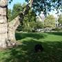 Lincoln's Inn Fields