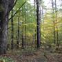 Cathedral Pines Park