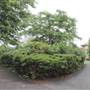Sunbeam Gardens
