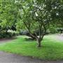 Bishops Park - Rose Gardens