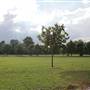 Ravenscourt Park - Main Park