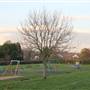 Coney Hall Recreation Ground