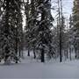 Yukon Forest Cabins