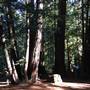 Samuel P. Taylor State Park