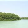 Zufaf Island- Mangrover جزيرة زفاف – غابة المانجرف