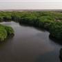 Mangrove Forest - غابة المانجروف في فرسان