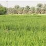 Peddy Crops & Palm Garden مزارع الرز والنخيل