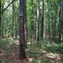 Tribble Mill Park