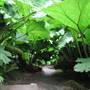 Trebah Gardens