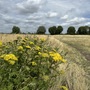 Leyton Marsh